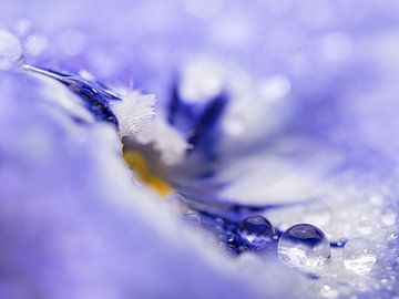 Het "abstracte" viooltje met druppels van Marjolijn van den Berg