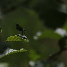 Le cerf-volant sur la lame sur Yoanique Essink