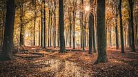 Speulderbos [Goud]