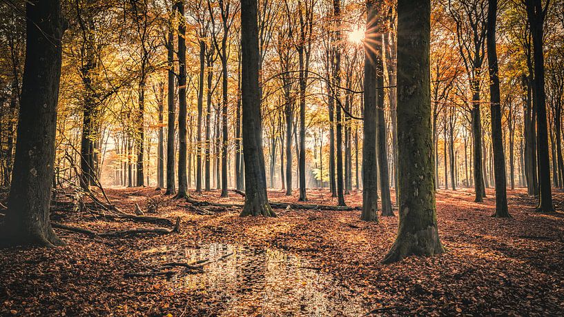 Speulderbos [Gold] by rosstek ®