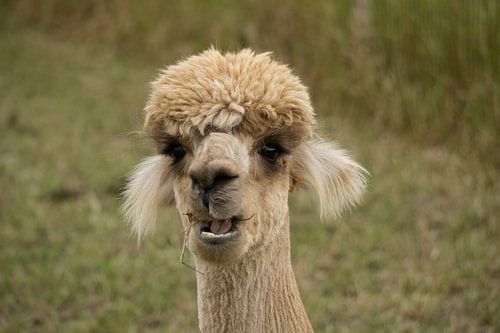 Alpaka Sjakie