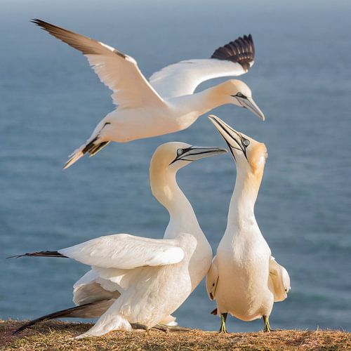 Vögel | 3 Tölpel zusammen im Bild bei Sonnenaufgang auf Helgoland