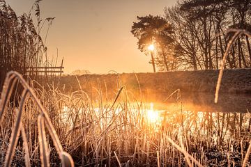 Oranje Zonsopkomst Spiegelend in Water met Rietstengels vol rijp, de eerste vorst van Cynthia Verbruggen