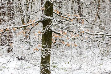Winter im Zeister Wald, Utrecht Ridge! von Peter Haastrecht, van