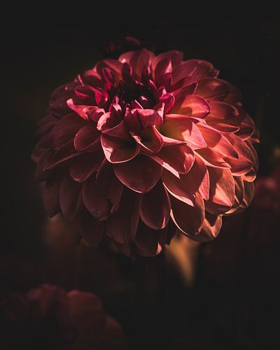 Dahlia