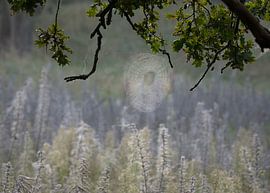 Dew on a spider's web in the forest