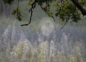 Tau auf einem Spinnennetz im Wald