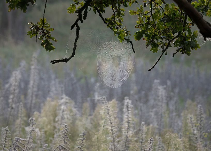 Dauw op een spinneweb in het bos van Anges van der Logt