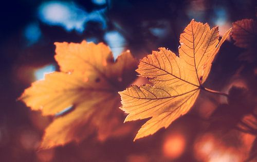 De gouden herfst - een esdoornblad in het brandpunt van het bokeh effect