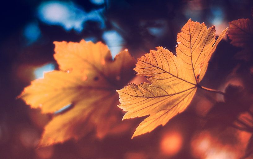 De gouden herfst - een esdoornblad in het brandpunt van het bokeh effect van Jakob Baranowski - Photography - Video - Photoshop