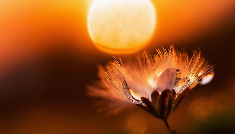 Plants with sunset by Mustafa Kurnaz