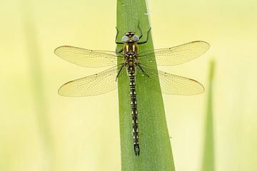 Glass cutter liber on reed leaf by Thijs van den Burg