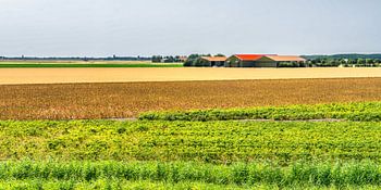 Summery colourful farm landscape in Zeeland