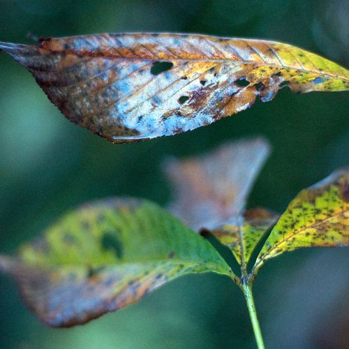 autumn leafs after a bit of rain.