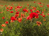 Champ de poppies