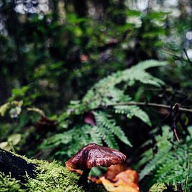 Herfst in het bos van Buis Photography