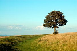 Chanctonbury Ring by Richard Wareham