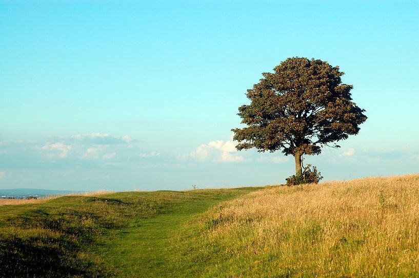 Chanctonbury Ring van Richard Wareham