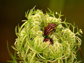 Gevangeniswants sur Arno-Jan Boere