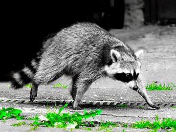 Besuch vom Waschbär