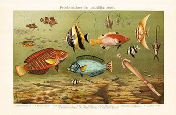 Antieke kleurenlitho Pronkvissen der zuidelijke zeëen van Studio Wunderkammer