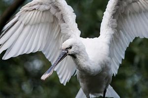 Spooner : Tierpark Blijdorp
