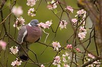 Wood pigeon