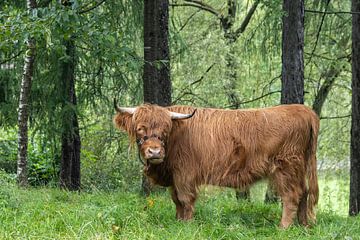 Schotse hooglander in groen bos van Sander Groenendijk