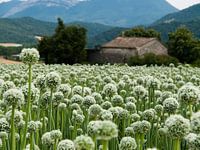 Zaadbloemen van uienbollen