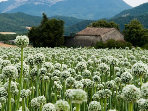Zaadbloemen van uienbollen