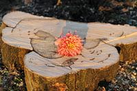 Fleur abandonnée