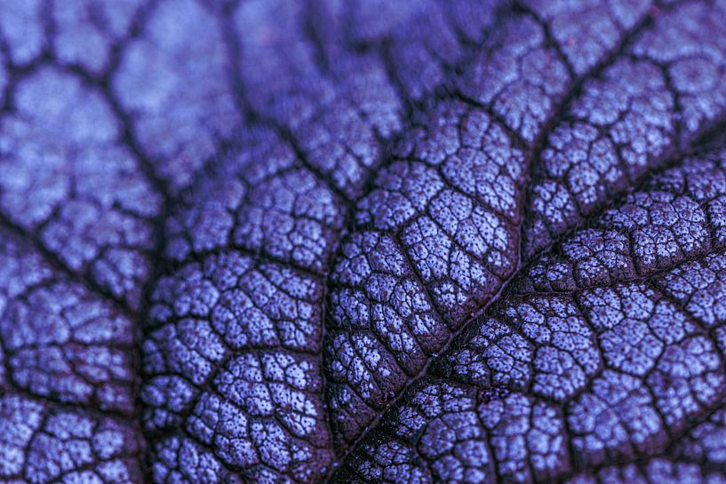 Detailed close-up of a purple leaf by Kimberley van Lokven