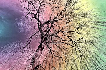 Poetic elegance of the weeping willow in rainbow effect