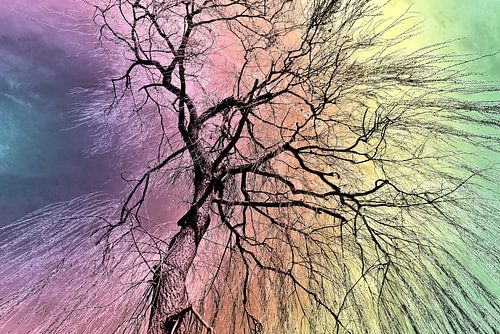 Poëtische elegantie van de treurwilg in regenboogeffect