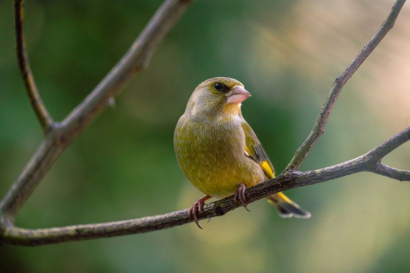 The greenfinch by Leon Brouwer