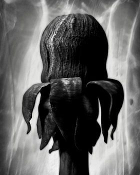 Paardenbloem in opkomst