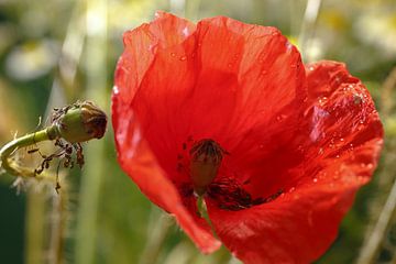 Mohnblüte von Rolf Pötsch