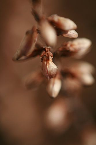 Blush by Joanna van Schoor