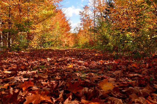 Een pad in het bos in de herfst