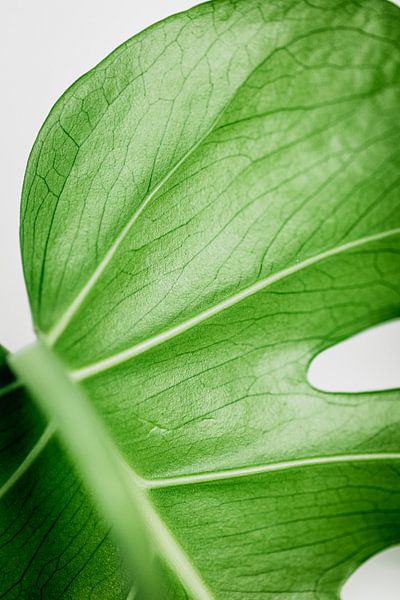 Monstera Deliciosa | Imprimé d'art végétal | par Sarina Dekker