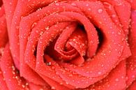 Rote Rose in den frühen Morgen. von Sander Maas Miniaturansicht