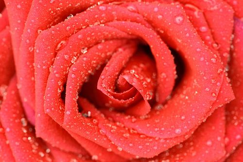 Rode roos vroeg in de morgen. van Sander Maas