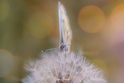 Oranjetip Vlinder op Pluizige Paardenbloem