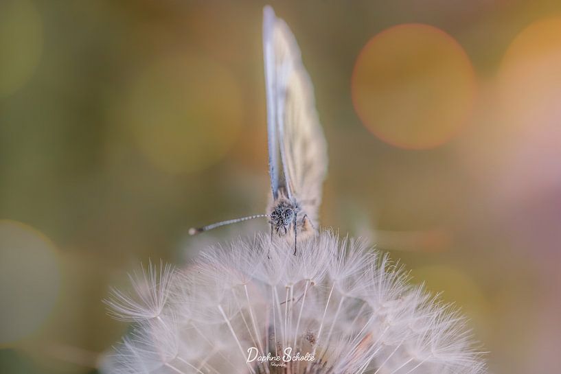 Orangenspitzenschmetterling auf flauschigem Löwenzahn von Mijndierenfotograaf