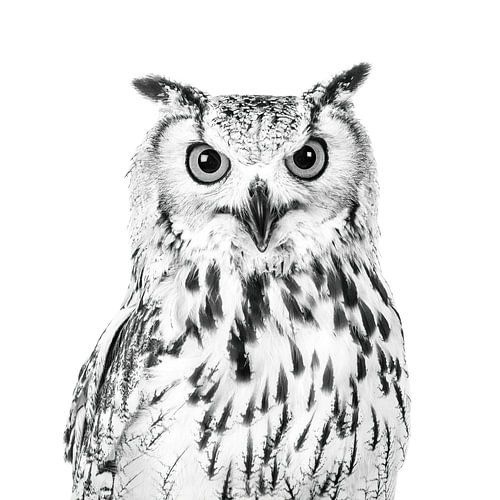 Portrait hibou en noir et blanc