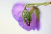 geranium
