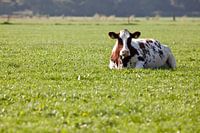 Koe_20130927_0113