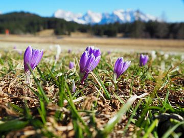 Frühlingszauber am Geroldsee – zarte Krokusblüten, ruhiges Wasser und beeindruckende Bergkulisse. Ein romantisches Alpenmotiv voller Farbe und Ruhe. von Miriam Schwarzfischer Fotografie