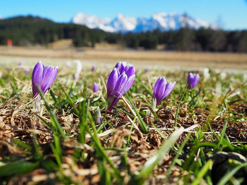 Spring magic at Lake Geroldsee - delicate crocus blossoms, calm water and an impressive mountain backdrop. A romantic Alpine motif full of colour and tranquillity. by Miriam Schwarzfischer Fotografie