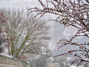 Bloesemtak in een besneeuwd Locorotondo van Judith van Wijk